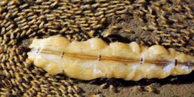 广东白蚁为何杀也杀不完