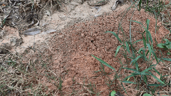 广东如何避免白蚁再次入侵？