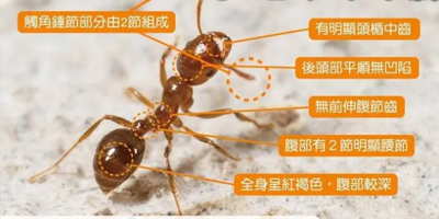 广东白蚁消杀计划，让您远离隐形破坏者！