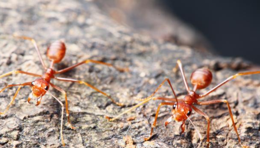 广东红火蚁防治工作方案：守护生态与安全的必备之策